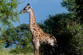 Kruger Shalati - Train on The Bridge & Garden Suites