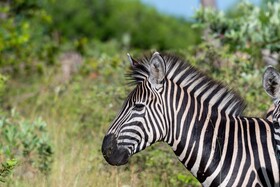 Kruger Shalati - Train on The Bridge & Garden Suites