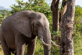 Kruger Shalati - Train on The Bridge & Garden Suites