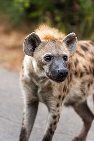 Kruger Shalati - Train on The Bridge & Garden Suites