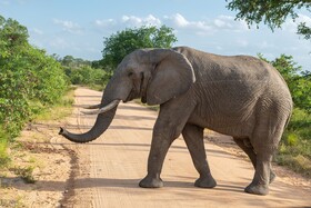 Kruger Shalati - Train on The Bridge & Garden Suites