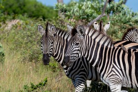 Kruger Shalati - Train on The Bridge & Garden Suites