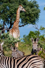 Kruger Shalati - Train on The Bridge & Garden Suites