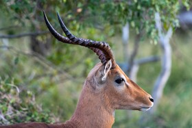 Kruger Shalati - Train on The Bridge & Garden Suites