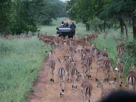 Thornybush Shumbalala Game Lodge
