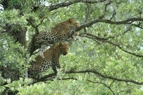 Thornybush Shumbalala Game Lodge