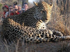 Thornybush Shumbalala Game Lodge