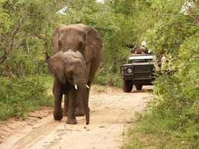 Thornybush Shumbalala Game Lodge