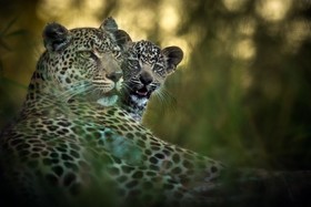 Geiger’s Camp at Motswari Private Game Reserve