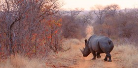 Geiger’s Camp at Motswari Private Game Reserve