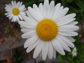 Mont Fleur Wilderness