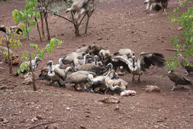 Mthimkhulu Private Game Reserve