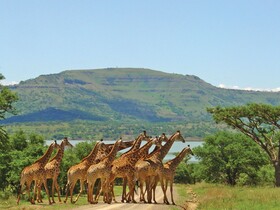 SpionKop Lodge