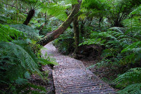 Forest Edge Nature Lovers Retreat