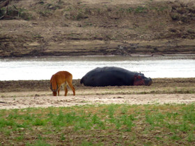 Zikomo Safari Camp