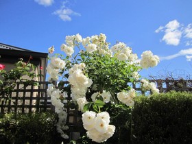 Arendon Cottage