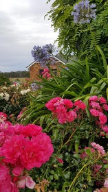 Hazelcreek Cottages