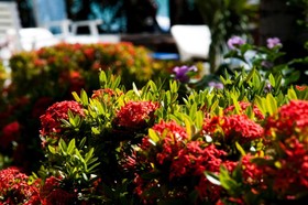 Pousada Capitao Thomaz