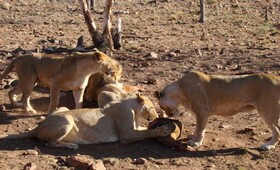 Sandpiper Villas Chobe