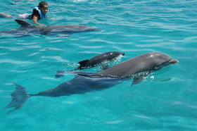 Art Villa Dominicana