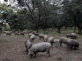 Sierra de Aracena