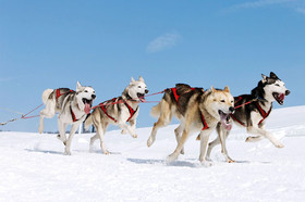 Taiga School