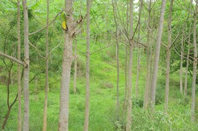 Deshawar Resort & Spa