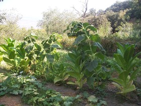 Barranco de la Salud