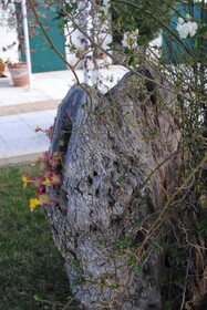 Giardino Giamperduto