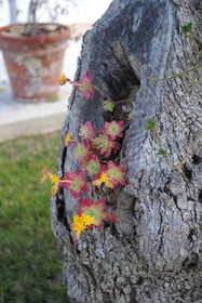 Giardino Giamperduto