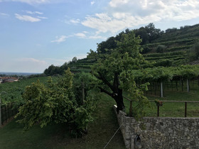 B&B La Bella Vigna