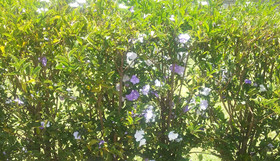 Green Leaves Homestay