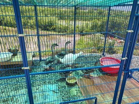 Gyeongju Tiger Pension