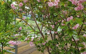 Muju Windmills and Streams Pension