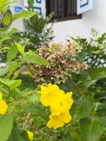 The Residence Bentota