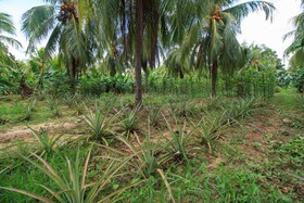 Sigiriana Resort by Thilanka