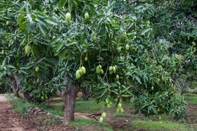 Sigiriana Resort by Thilanka