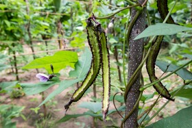 Sigiriana Resort by Thilanka