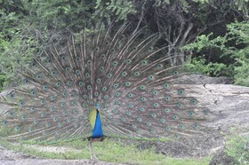 Wild Grass Nature Resort