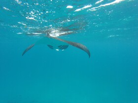 Beach Veli