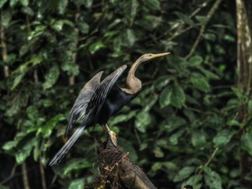 Sukau Proboscis Lodge Bukit Melapi