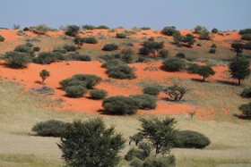 Intu Afrika Kalahari Camelthorn Lodge