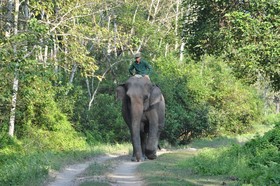 Sauraha Resort