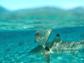 Sofitel Bora Bora Marara Beach Resort
