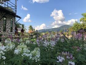 Hinpha Homestay