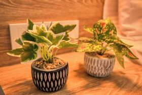 Elephant In The Room Hotel