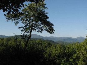 Cub’s Cove