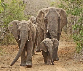 Thula Thula Exclusive Private Game Reserve & Lodge