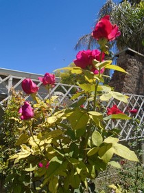 Albert House B&B