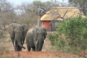 Mohlabetsi Safari Lodge